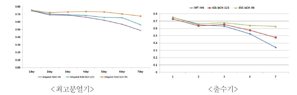 형질전환체(GmbCH1)의 생육후기 잎을 이용한 염처리 일수별 광합성형광 비교