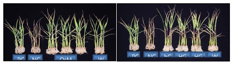 내냉성 유묘 검정 후 벼 식물체 표현형