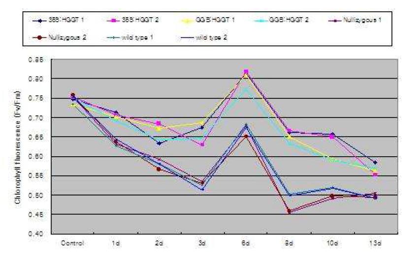 Glb:HGGT 형질전환 콩의 저온스트레스 처리에 대한 광합성형광 반응