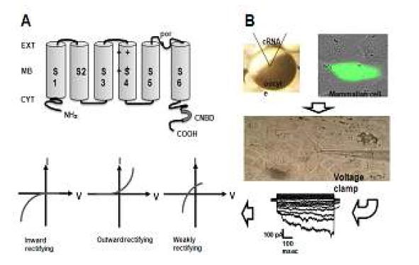 CHO (chinese hamster ovary) cell을 이용한 식물 potassium channel 단백질의 기능 연구 모식도