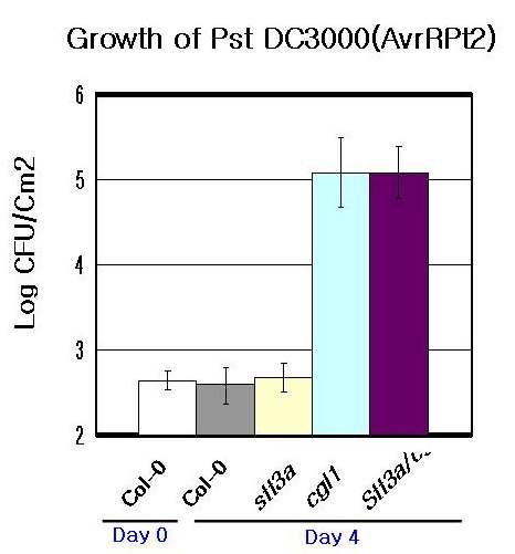 애기장대 N-Glycosylation pathway 에 관여하는 cgl1과 stt3a/ cgl1mutant에서 AvrRpt2을 발현하는 Pseudomonas syringae pv tomato DC3000의 증식이 증가됨