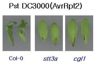 N-Glycosylation pathway 에 관여하는 stt3a, cgl1 mutant에서 AvrRpt2에 의해서 유도되는 HR이 억제됨