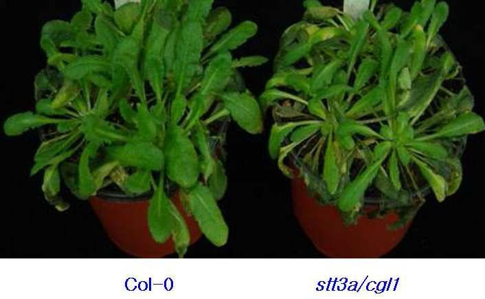 애기장대 N-Glycosylation pathway 에 관여하는 stt3a/ cgl1 mutant에서E.carotovora에 의한 병증 증가함