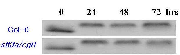 애기장대 N-Glycosylation pathway 에 관여하는 double mutantgrp1/grp2 mutant에서 AvrRpm1을 발현하는 Pseudomonas syringae pv tomatoDC3000에 의해서 유도되는 RIN4 phosphorylation 실험.