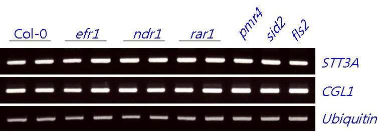 애기장대 efr1,ndr1, rar1, pmr4, sid2, fls2에서 STT3A, CGL1 transcript의 량을 RT-PCR을 통하여 조사함