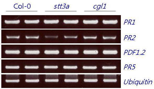 애기장대 stt3a, cgl1에서 PR1, PR2, PDF1.2, PR5 transcript의 량을RT-PCR을 통하여 조사함