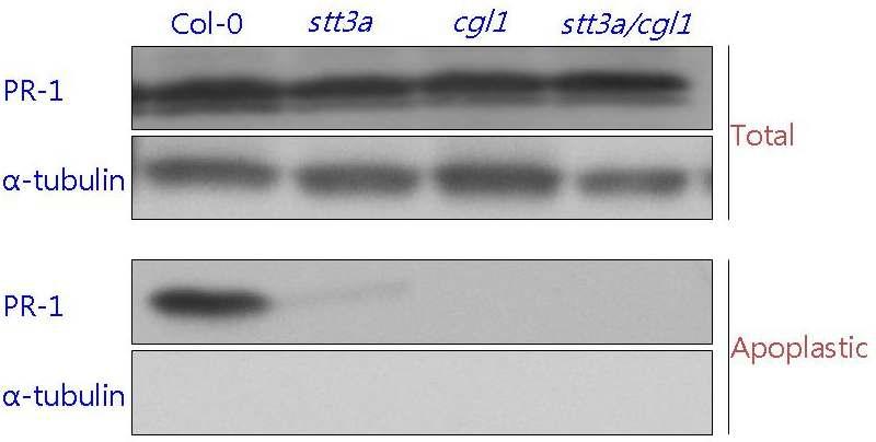 애기장대 stt3a, cgl1에서 PR1의 accumulation을 western blotting을 통해정량