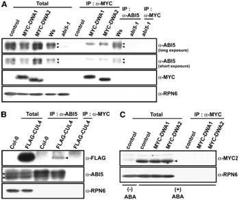 Interactions of Various Proteins with DWA1 and DWA2.