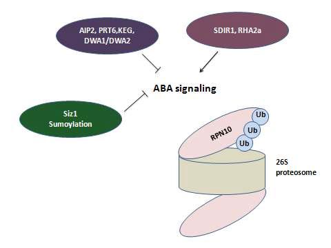 Regulation of ABA signaling by protein degradation inArabidopsis thaliana