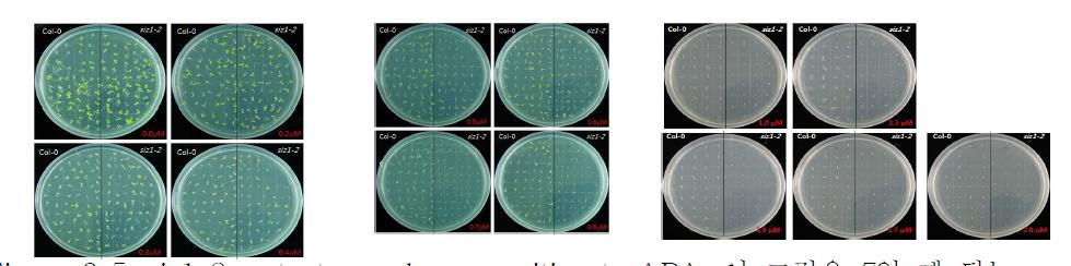 siz1-2 mutants are hypersensitive to ABA.