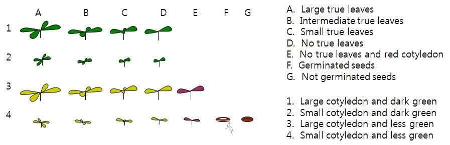 Diagram showing phenotype of individual of EMS treated M3plants on 1uM ABA plates.