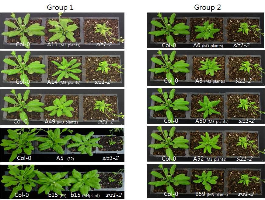 M2세대의 식물체에서 선별한 114개의 식물에서 받은 씨앗을 다시뿌려 표현형이 안전하게 유전되는 식물체 10개를 골라 grouping을 하였다.