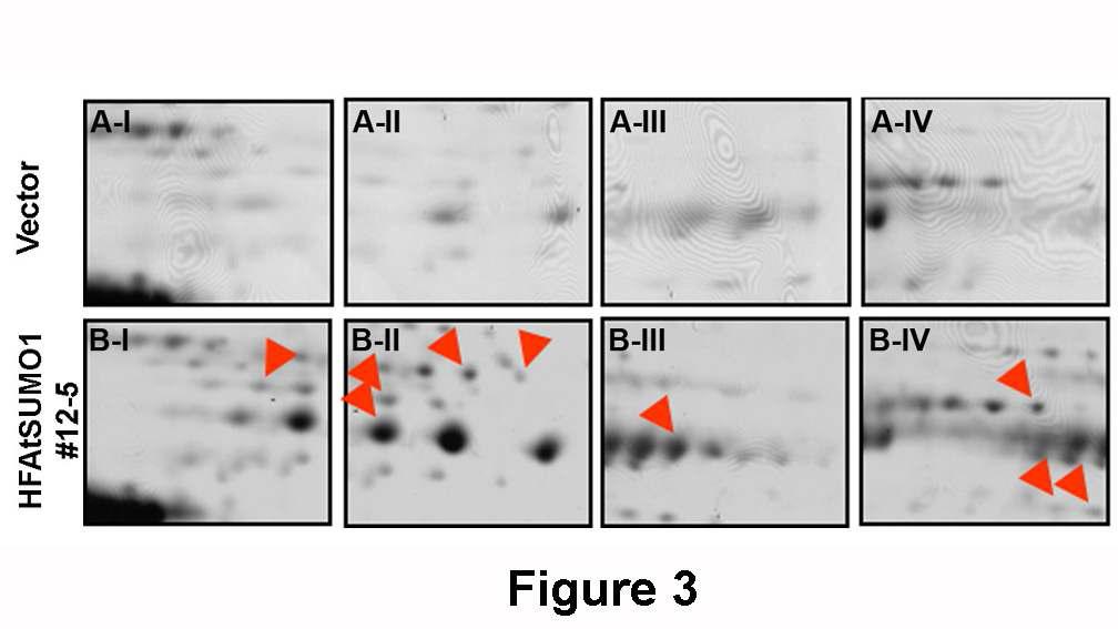 SUMO1 과발현 라인과 벡터라인에서 대표적인 2-DE gel 이미지