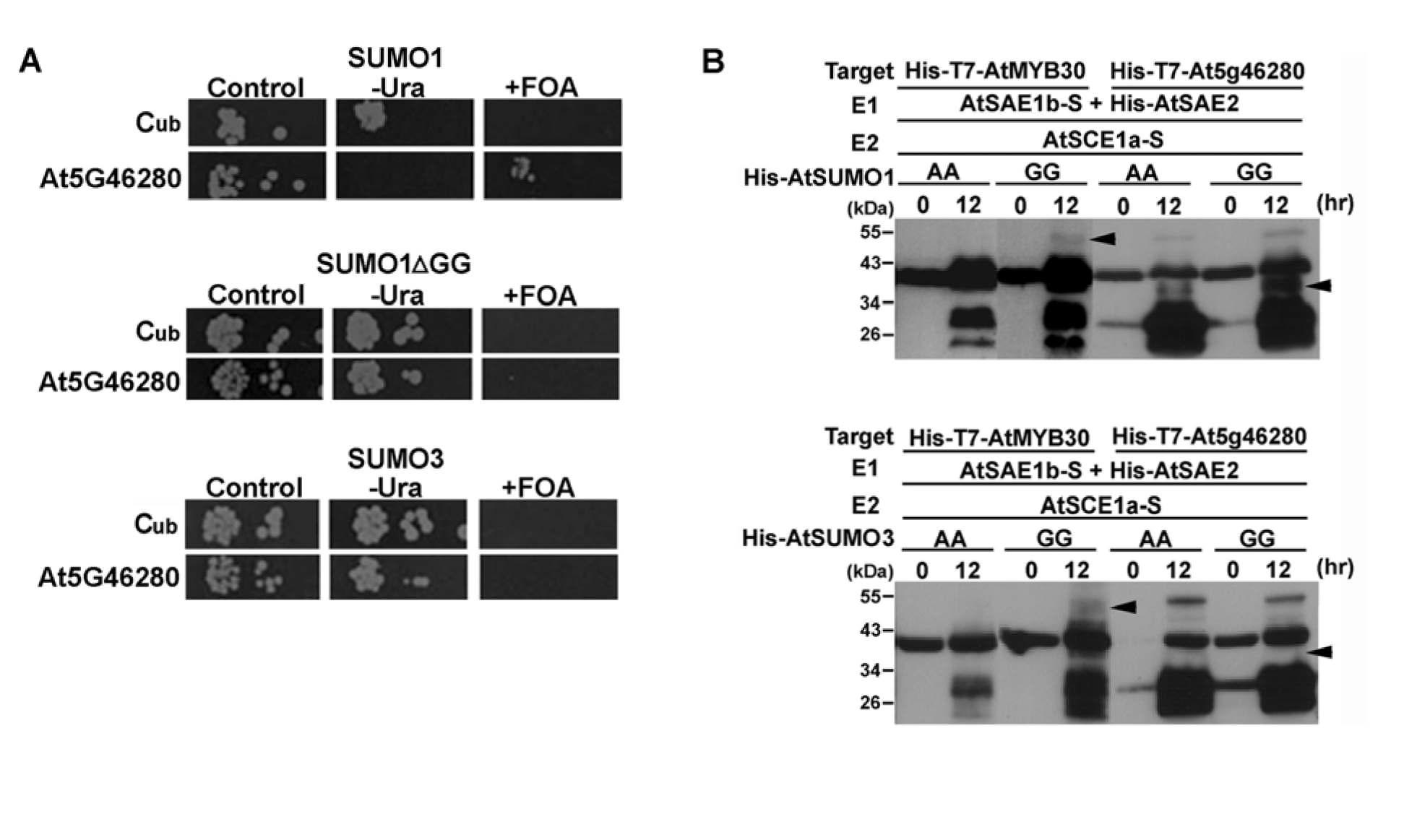 At5G46280(MCM3) 단백질의 SUMO1 결합