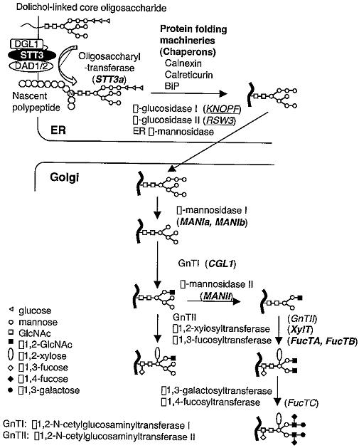 애기장대 N-Glycosylation pathway 및 이에 관여하는 유전자들.