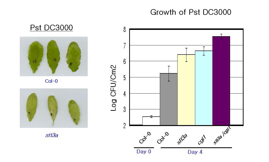 애기장대 N-Glycosylation pathway 에 관여하는 stt3a, cgl1 mutant에서 Pseudomonas syringae pv tomato DC3000의 증식이 증가됨