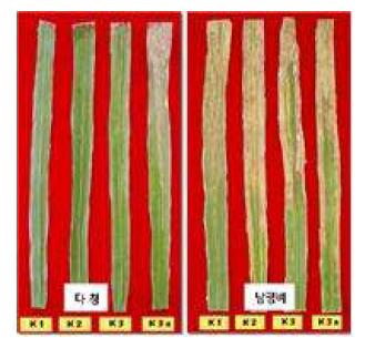 흰잎마름병 저항성