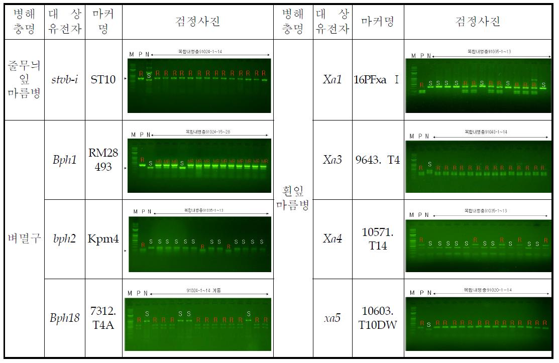 줄무늬잎마름병, 벼멸구 및 흰잎마름병 마커검정