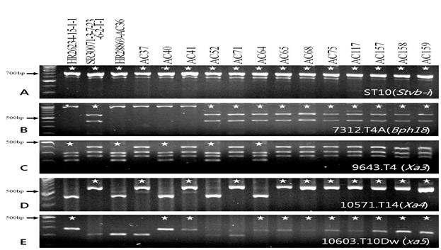 Stv-bi(A), Bph18(B), X a3(C), X a4(D), xa5(E). 흰색별은 저항성 유전자 이입 계통 표기