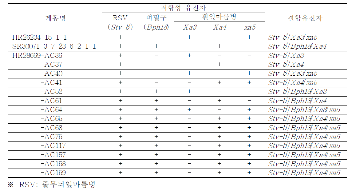 약배양 육성 복합내병충성 계통