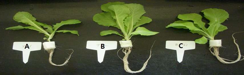 Effects of growth of lettuce in different seedling periods after sowing(This picture was 10days after final planting)