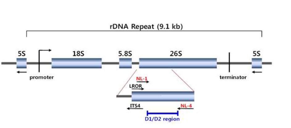 효모 26S rDNA D1/D2 영역의 구조