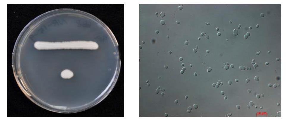 YM 배지에서 5일간 배양한 Y668 균주의 colony (좌) 및 cell 형태