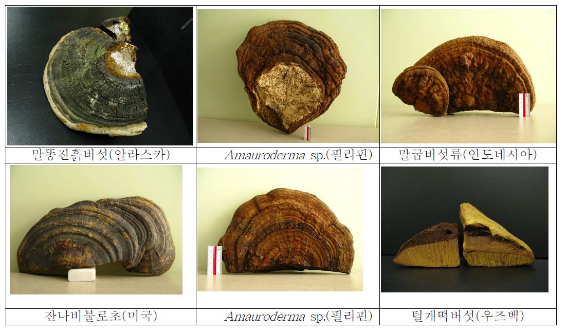 해외 도입 버섯자원 자실체 사진