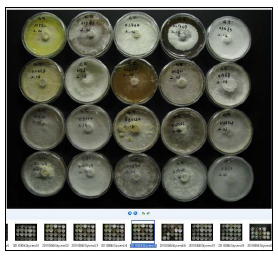 10% Glycerol 보존