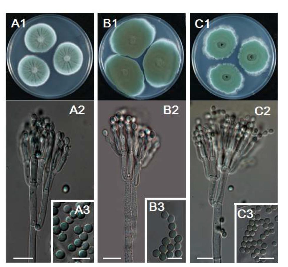 메주에서 주로 분리되는 Penicillium 종들의 형태적 특징.