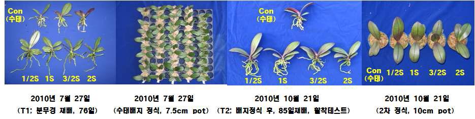 분무경에서 배양액 농도에 따른 처리 기간별 팔레놉시스 유묘 생육양상