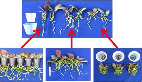 분무경에서 정식 방법에 따른 팔레놉시스 유묘 생육