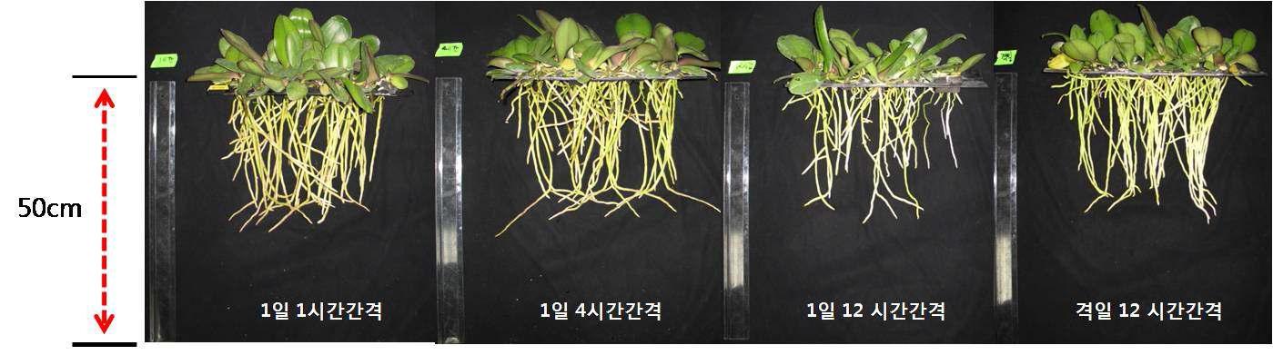 분무 간격이 Phalaenopsis