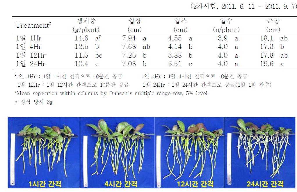 분무간격이 팔레놉시스 유묘 Phalaenopsis