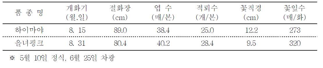‘하이마야’의 촉성재배 특성 (’09. 예산국화)