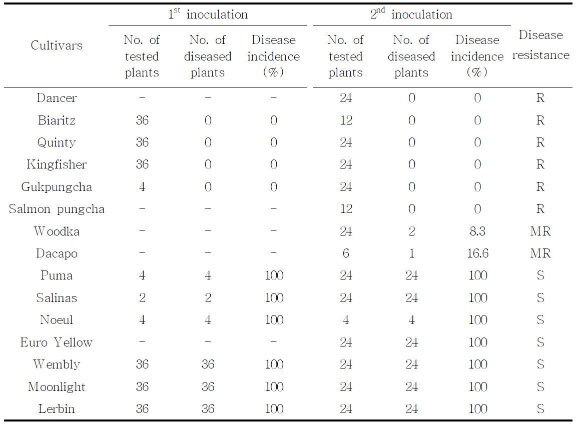 Disease reactions of 15 chrysanthemum commercial cultivars resistant to Puccinia horiana.