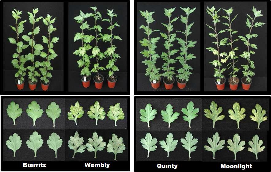 Chrysanthemum white rust disease reactions of resistat and susceptible cultivars