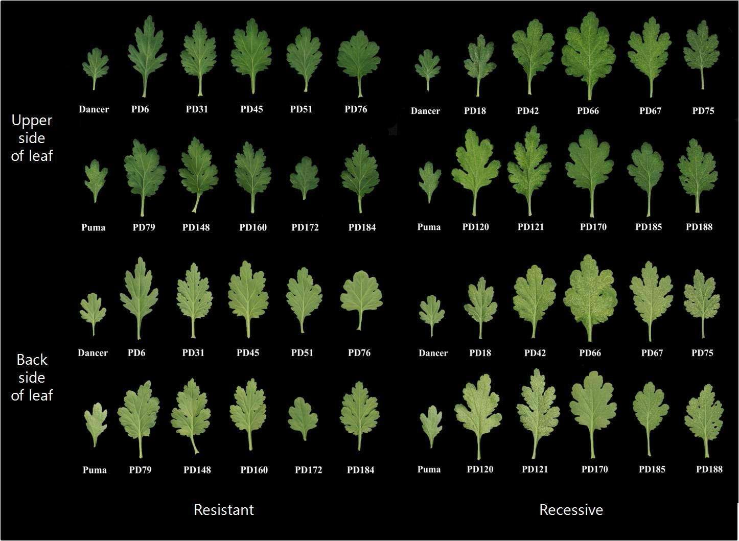 White rust disease reations of ‘Dancer’ as resistant parent, ‘Puma White’ as susceptible parent, and 10 resistant individuals selected as R-bulk and 10 susceptible individuals selected as S-bulk among 188 ‘Puma White x Dancer' population.