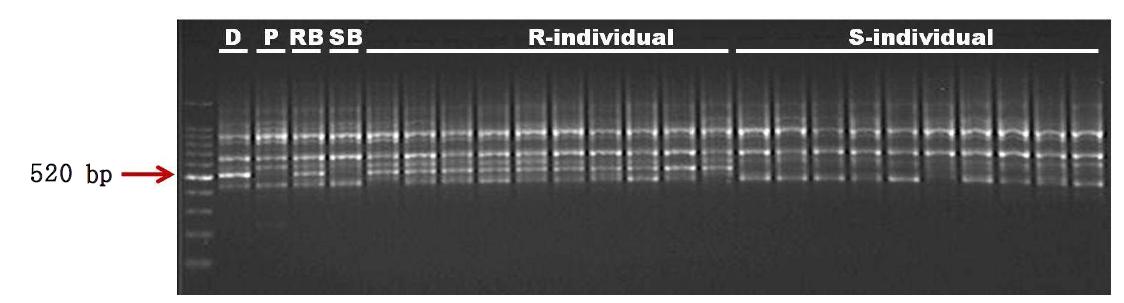 RAPD analysis of ‘Dancer’, ‘Puma White’, R-bulk, S-bulk, 10 resistant individuals, and 10 susceptible individuals with OPI-13 operon primer