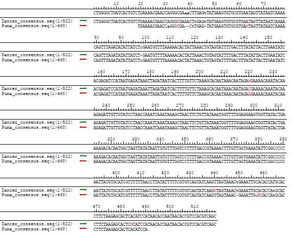 Comparison of sequences between ‘Dancer’ and ‘Puma White’.