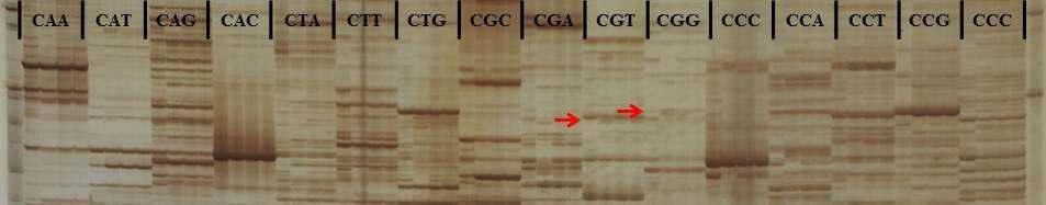 BSA-AFLP analysis with EcoRI+ATA and 16 different MseI+CNN primer combinations. Red arrow indicate the selected ones as ‘Puma White’ specific bands