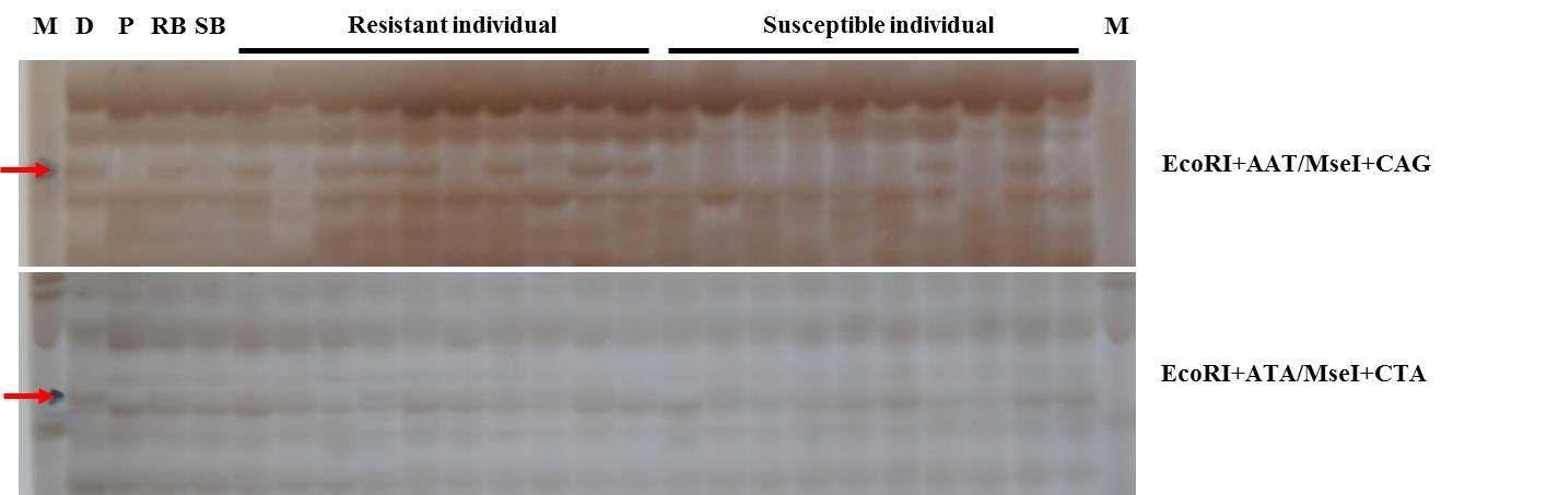 Segregation patterns of EcoRI+AAT/MseI+CAG and EcoRI+ATA/MseI+CTA on parents, bulks and 20 individual progenies of ‘Puma White’ x ‘Dancer’.