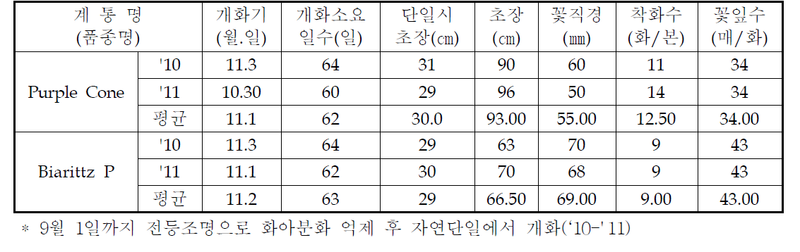 국화 ‘퍼플콘’ 가변특성