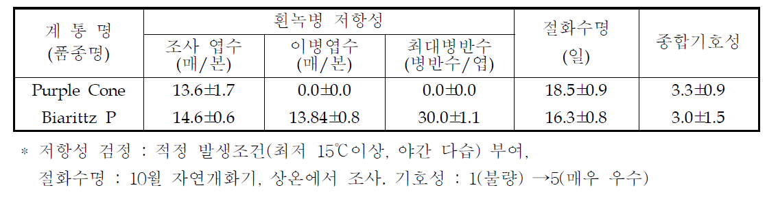 국화 ‘퍼플콘’ 흰녹병 저항성, 절화수명 및 기호성