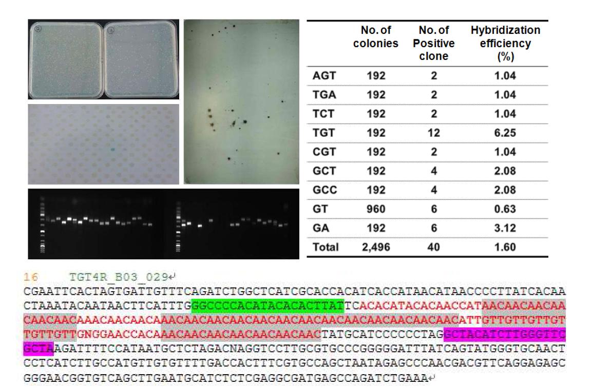 DNA enrichment procedure used for development of microsatellite markers from chrysanthemum cultivar ' Dancer' .