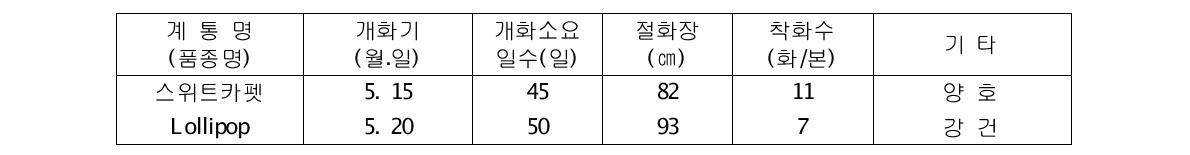 국화 ‘스위트카펫’춘계 억제재배 특성