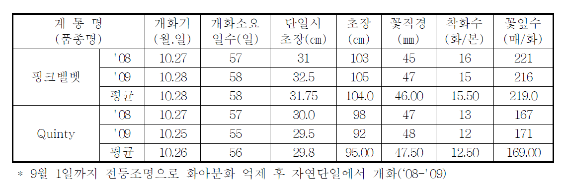 국화 ‘핑크벨벳’ 가변특성