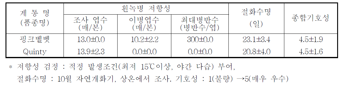 국화 ‘핑크벨벳’ 흰녹병 저항성, 절화수명 및 기호성