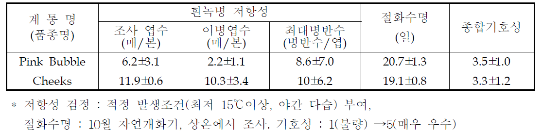 국화 ‘핑크버블’ 흰녹병 저항성, 절화수명 및 기호성