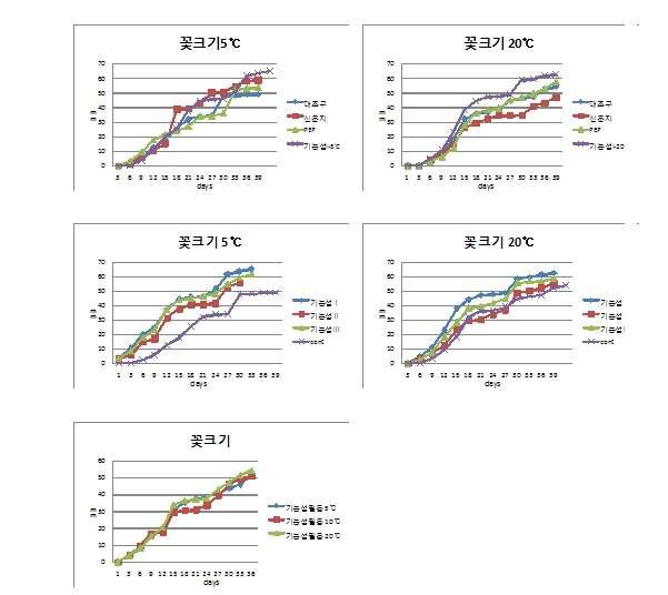 포장재 종류가 절화 국화 ‘백마’의 꽃크기에 미치는 효과